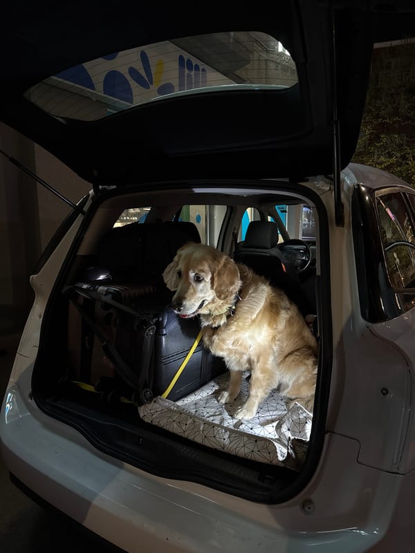 Golden retriever rests in car hatchback in Belgrade