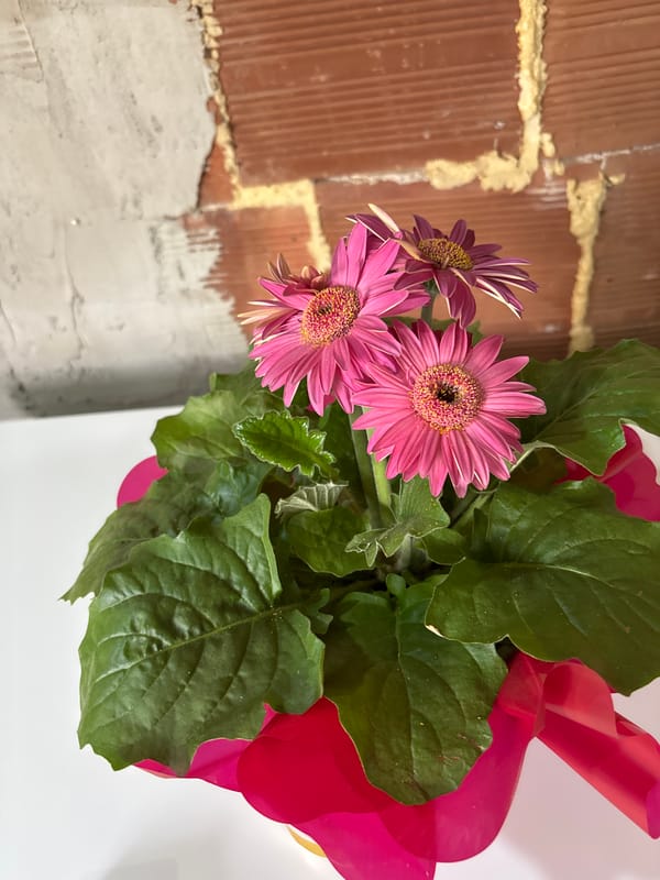 Spring gardening moments documented in Pleven, Bulgaria