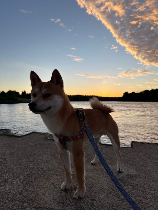 Shiba Inu on a Latvian riverside pier at sunset