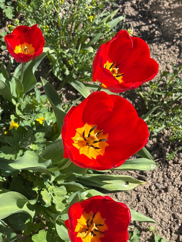 Spring blooms and potato planting documented in Ravno pole, Bulgaria