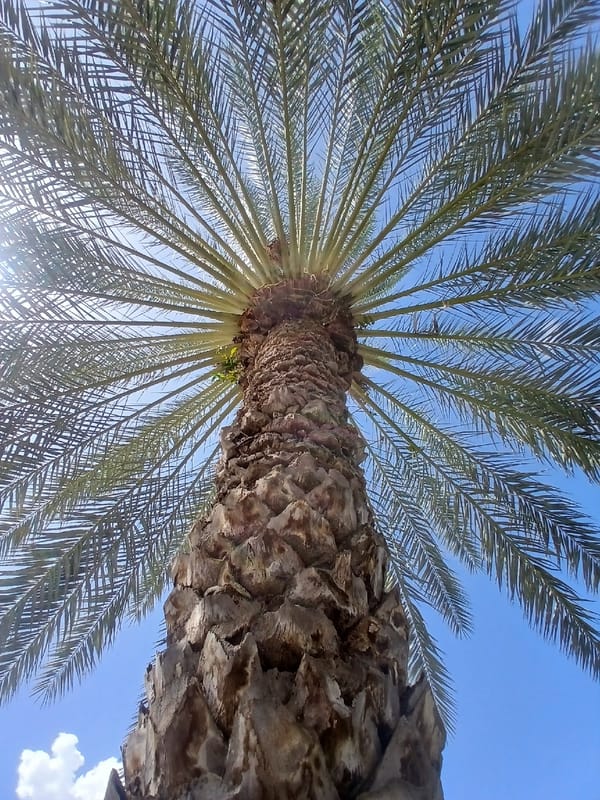 Witness documents diverse urban landscapes during afternoon walkabout