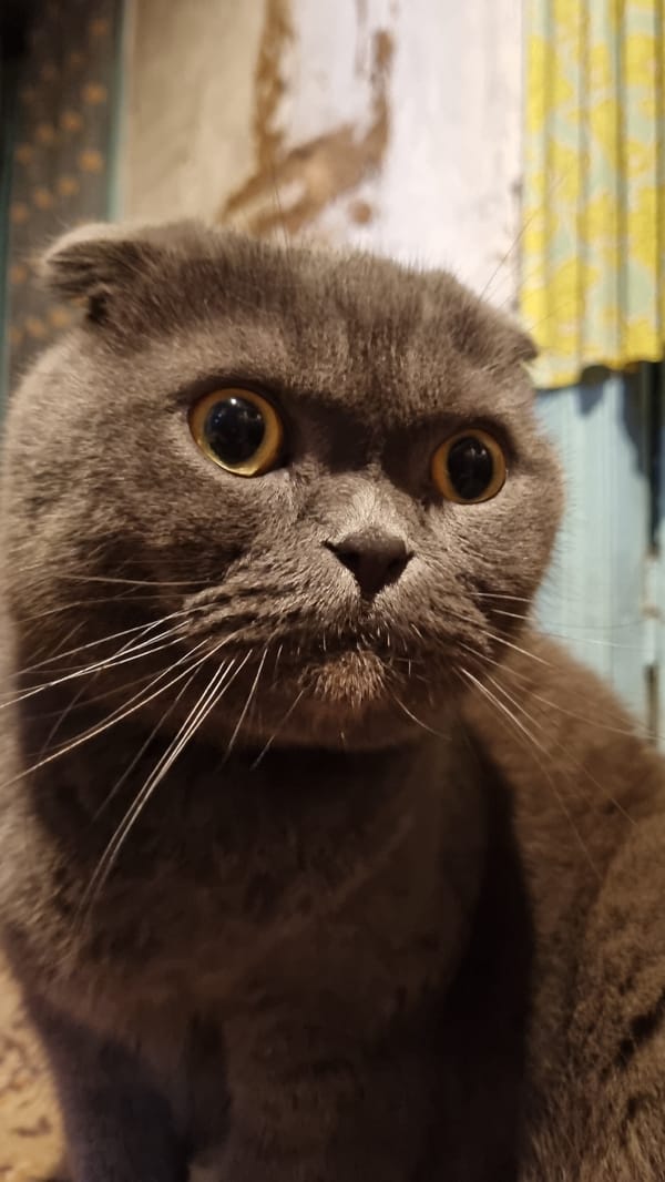 Grey Scottish Fold cat at home in Vysokoe, Russia