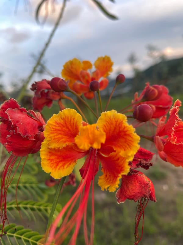 Selfies and flower close-ups among vivid blooms in rural Vietnam