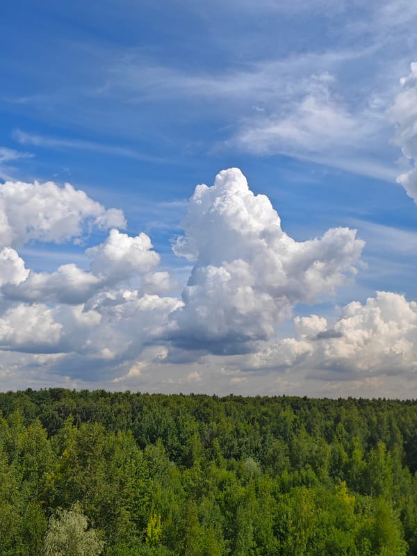 Forest skies, a cat, and a fish — miscellaneous Moscow morning