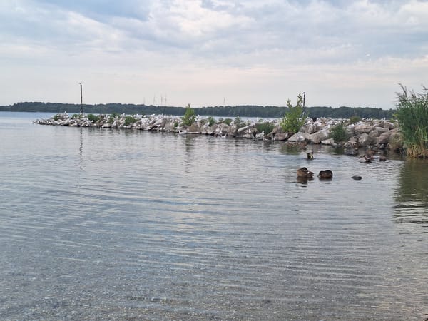 Ducks and seagulls at a quiet Leipzig lakeside