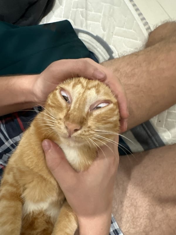 Orange tabby cat gets handled and explored around a Thai home