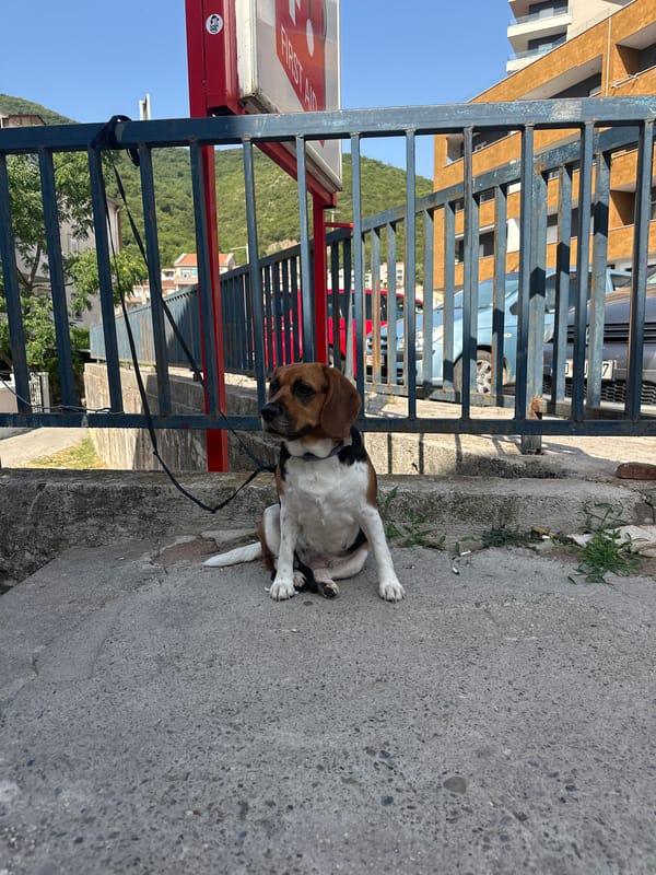 Dog and cat spotted on Budva streets, seconds apart