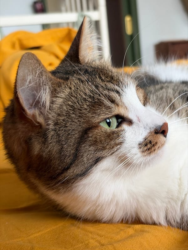 Tabby cat photographed resting indoors in Chaikovsky, Russia