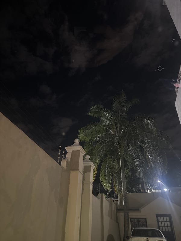 Palm tree frames white building in nighttime Durban scene