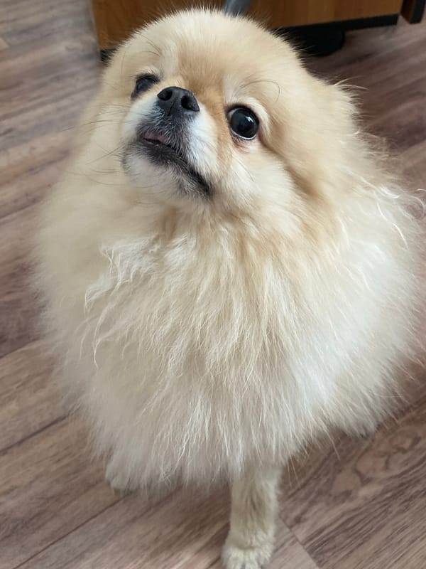 Tan Pomeranian spotted sitting indoors on wooden floor