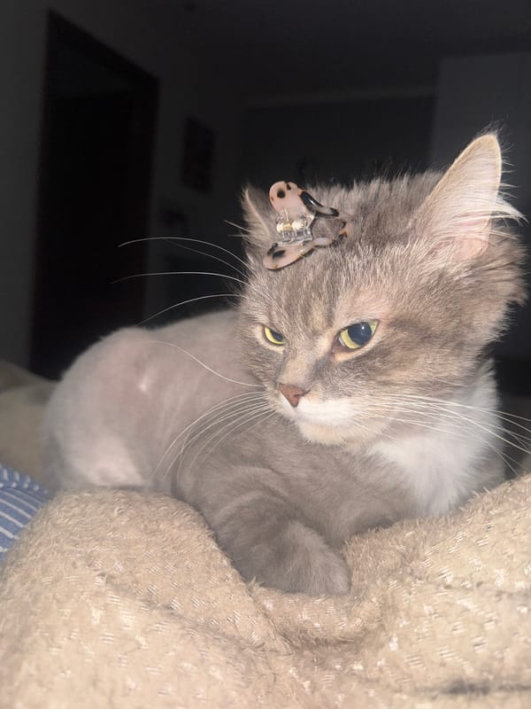 Gray cat with ear clip observed indoors in Moscow