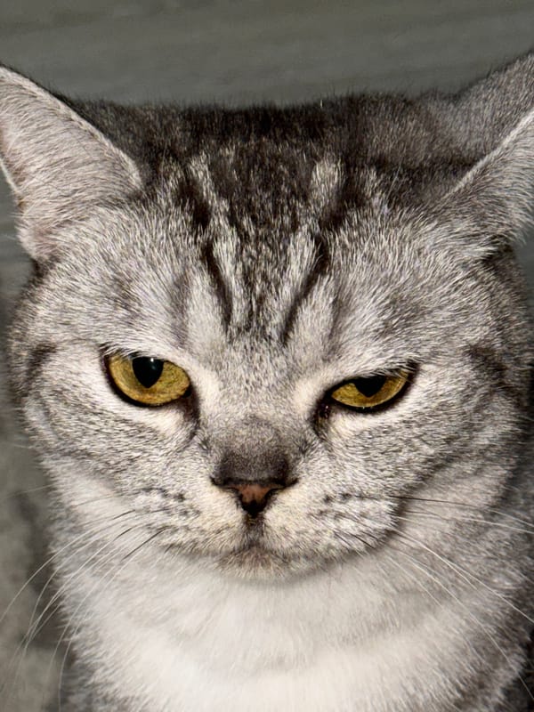 Toy Terrier observed during mealtime in Russian household