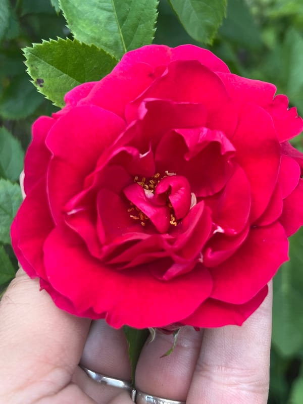 Nature close-ups documented: red rose, plant leaf, bird
