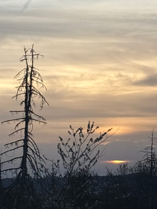 Pit bull in red sunglasses strolls through Schifflange park