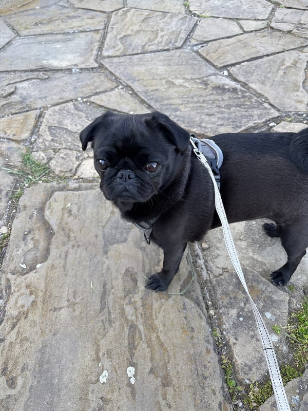 Black pug and waterfront scene captured moments apart