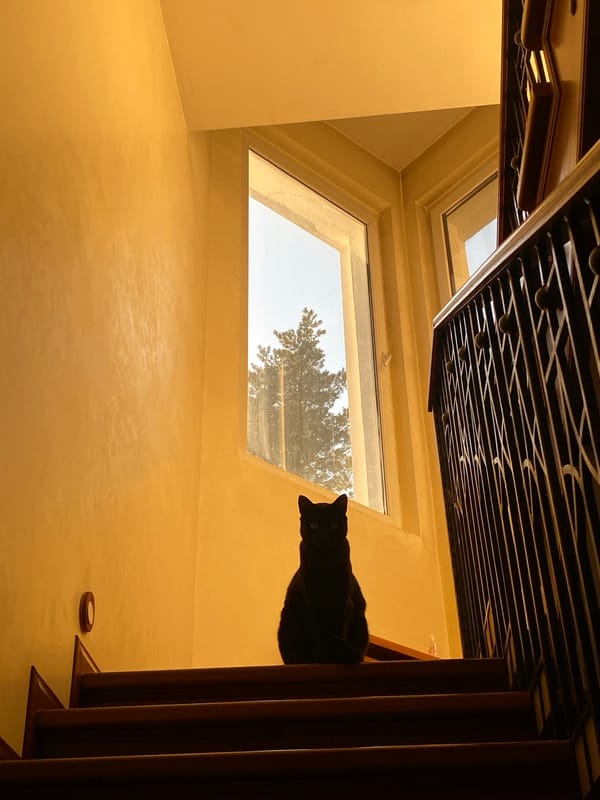 Indoor moments: black cat on stairs, portrait captured