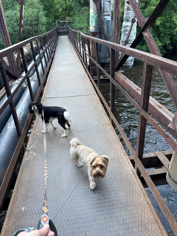 Two small dogs at home in Yekaterinburg on a summer afternoon