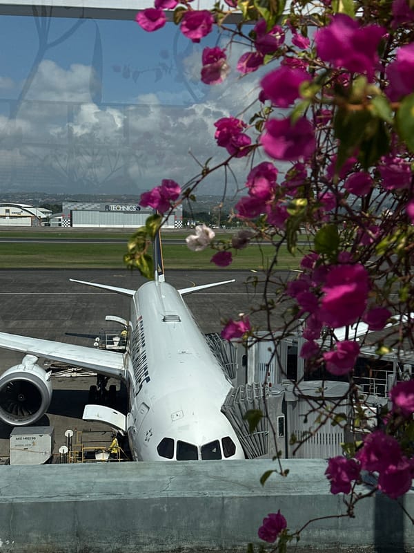 United Airlines jet at Bali gate, framed by pink bougainvillea