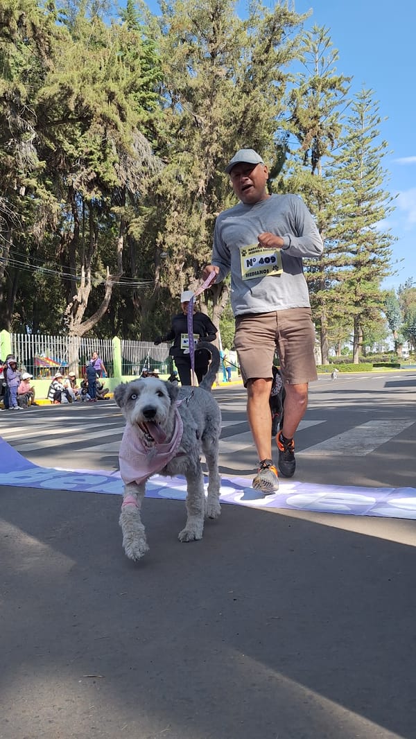 Dog Marathon Competition Draws Costumed Participants in Arequipa Peru