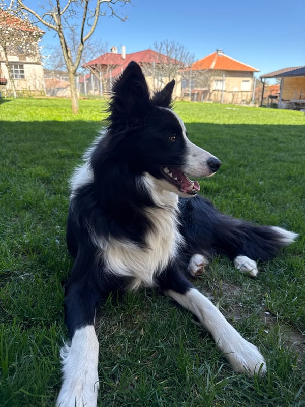 Border Collie and Orange Cat Share Playful Moments in Berkovitsa