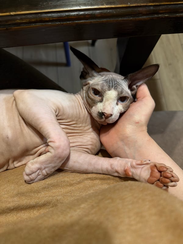 Evening cat companions rest in gentle human care