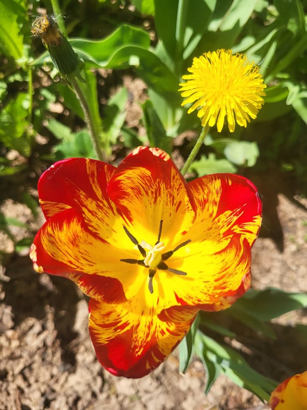 Spring tulip bloom observed with beetle in Russian village