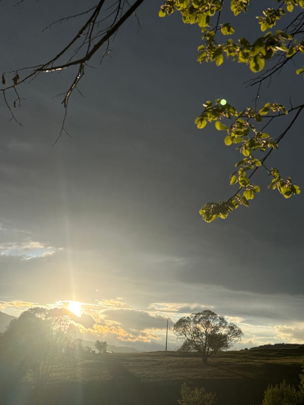 Rural landscape with solitary tree captured under overcast skies