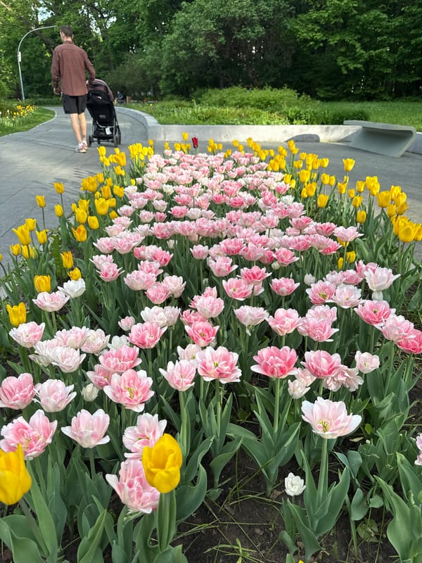 Spring tulips bloom in Moscow park, visitors captured enjoying flowers