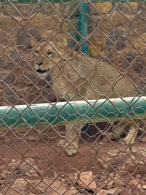 Lion spotted behind fence in Jos, Nigeria