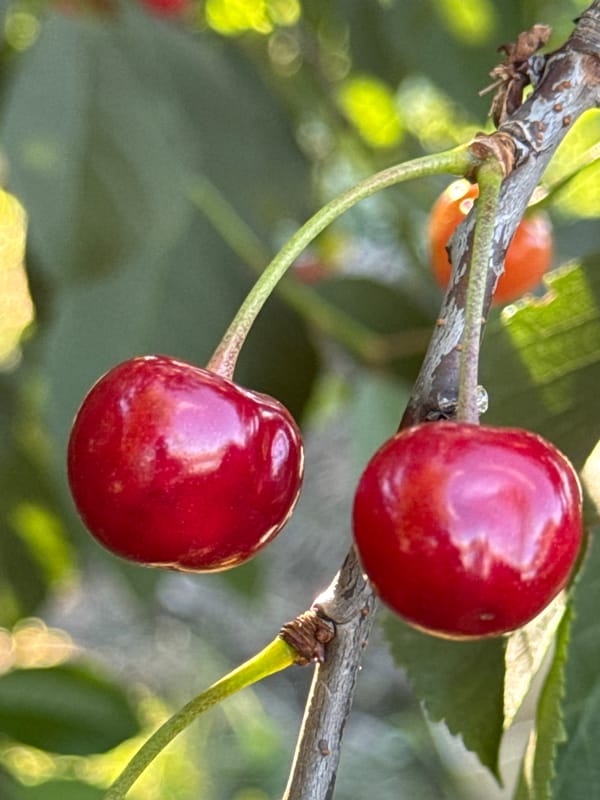 Cherries, gooseberries, and green canopy in a summer garden
