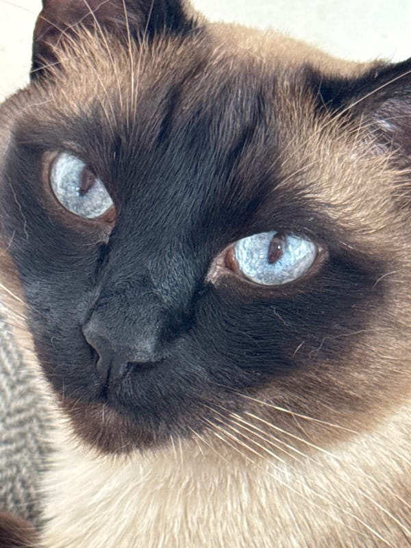 Spring Morning With Siamese Cat Documented in Steklyannyi, Russia