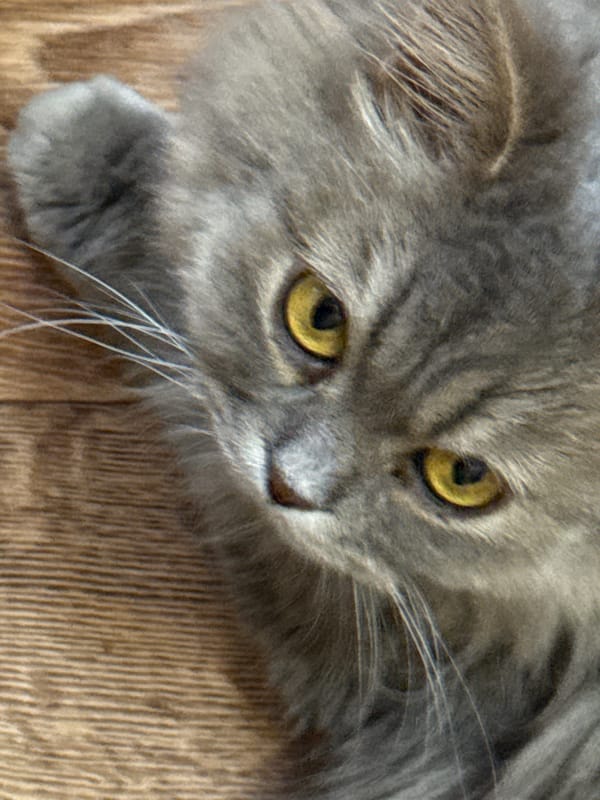 Lazy afternoon with a gray cat in a Ukrainian home