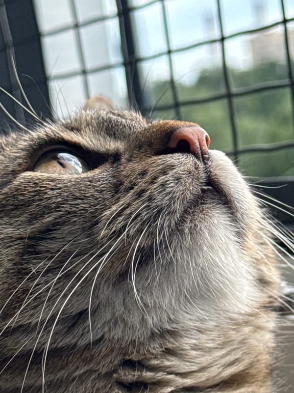 Tabby cat window watching and interactions in Saint Petersburg