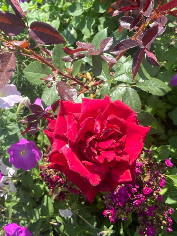 Summer roses and rural gardens in southern Russia