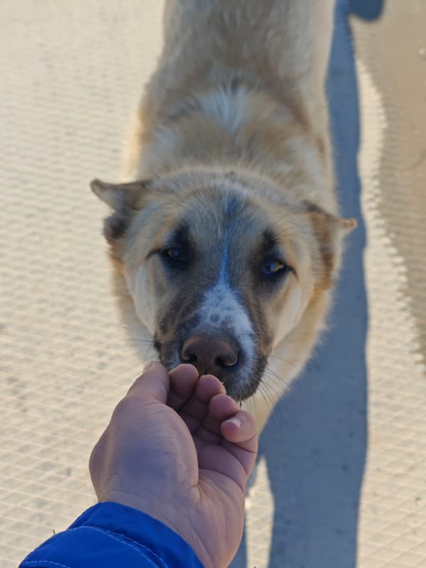 Dog spotted on street during spring thaw in Russia