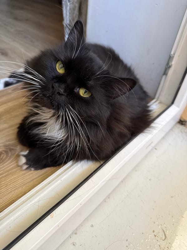 Two cats at home in Slonim, caught in everyday moments