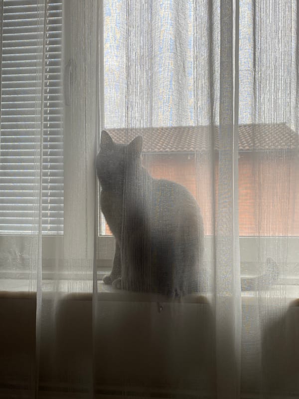 Cats spotted resting indoors in Björklinge, Sweden