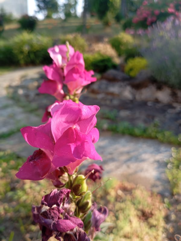Garden flowers in close-up, Truskavets, Ukraine