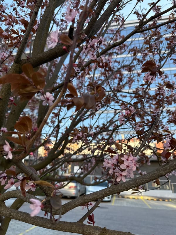 Spring afternoon moments captured across Sofia neighborhoods