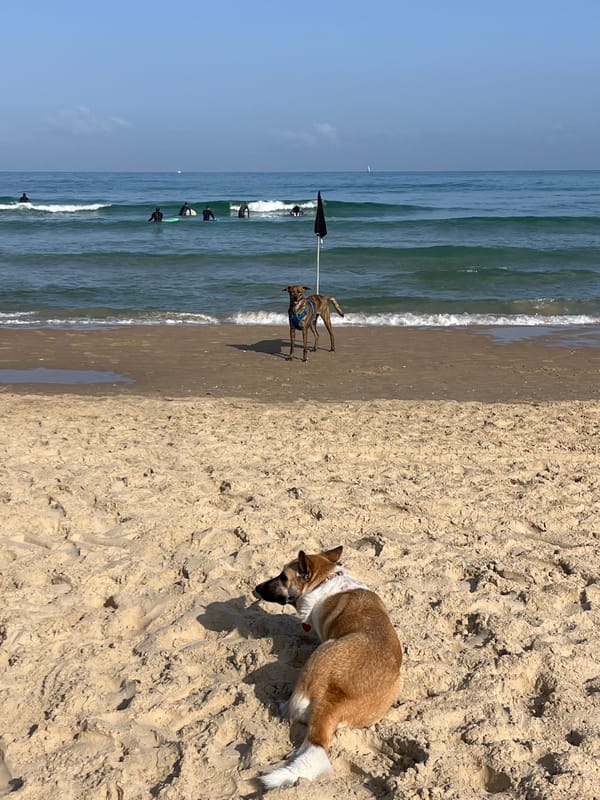 Surfers spotted at Tel Aviv beach on sunny day