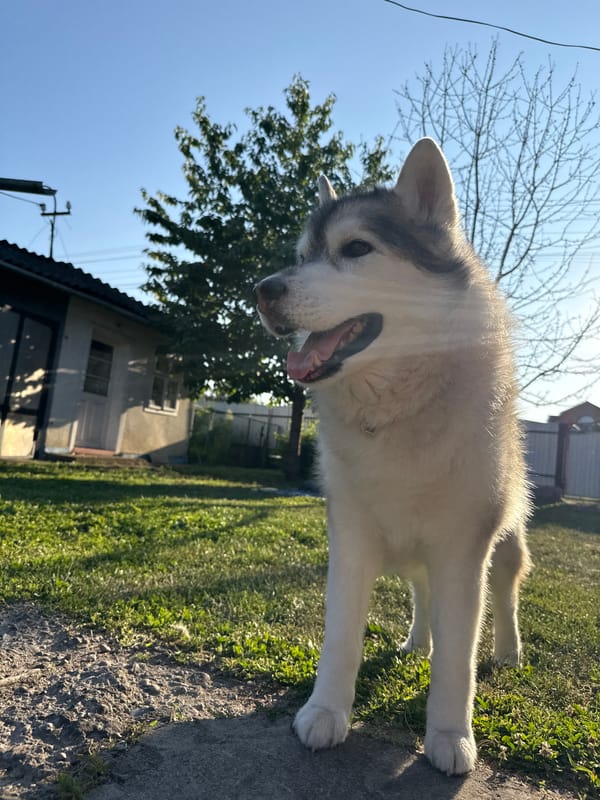 Husky, snail shell, and green apples on a summer afternoon