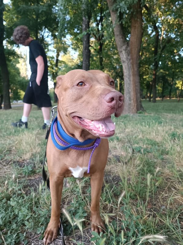 Pit bull enjoys a summer afternoon walk in Zaporizhzhia park