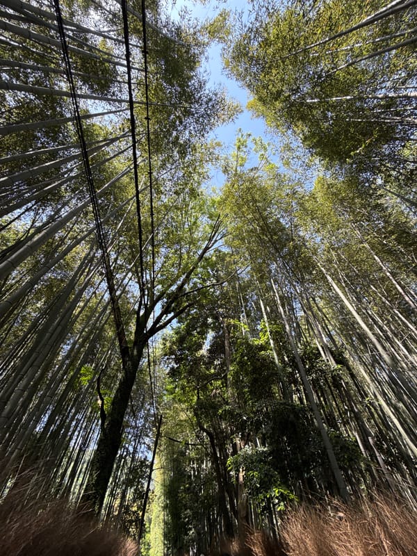 Crowds visit Kyoto's Arashiyama Bamboo Grove during early morning hours