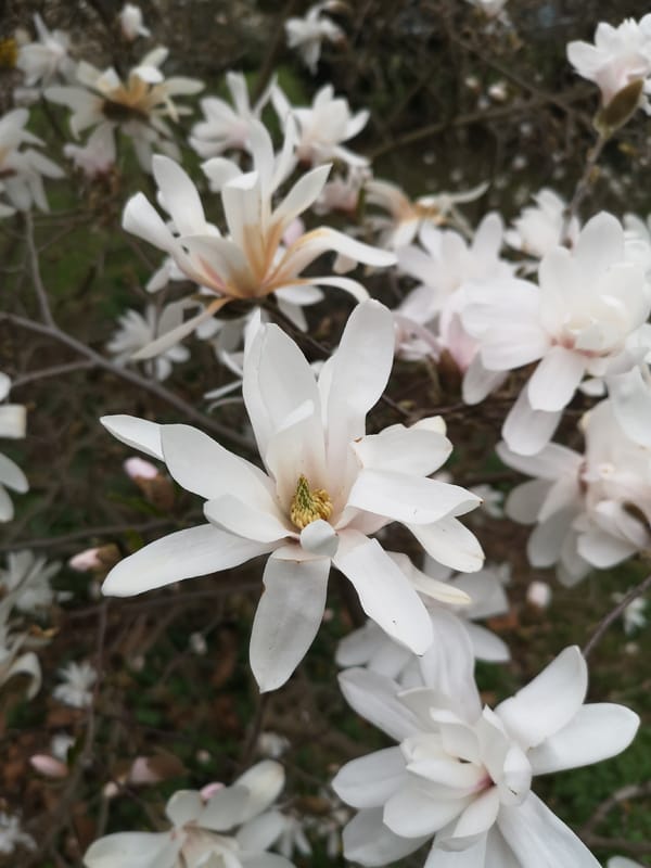 Spring flowers bloom and gathered in Pardubice, Czechia