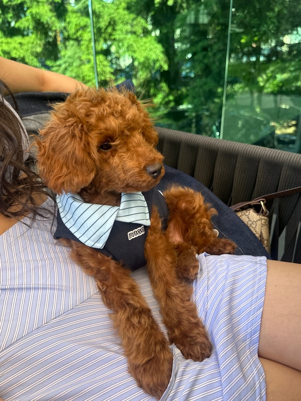 Afternoon cafe visit with toy poodles in Sofia