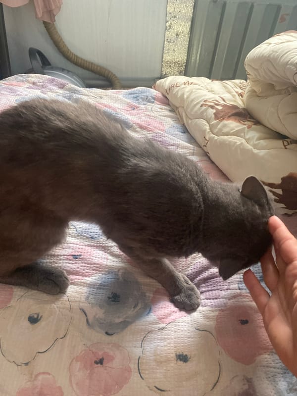 Cat and poodle share a quiet morning on a floral bed