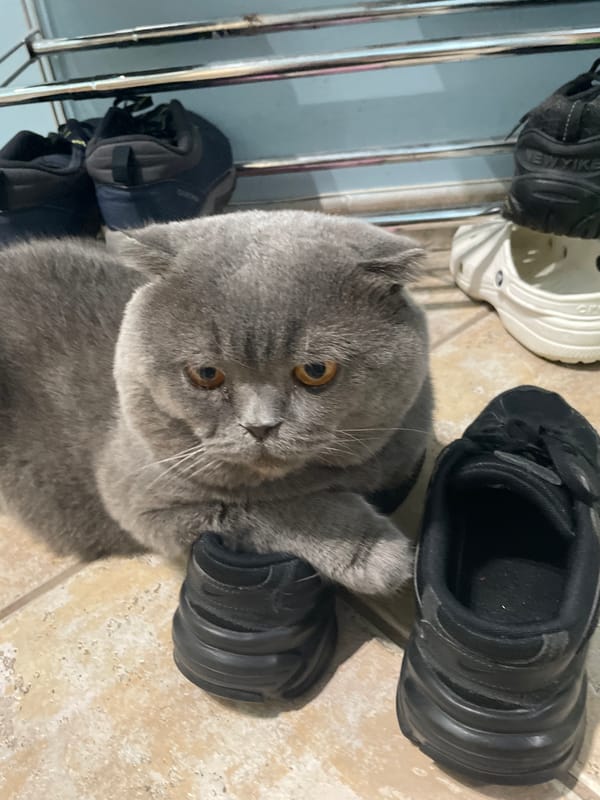 Scottish Fold cat and mallard ducks observed in residential area