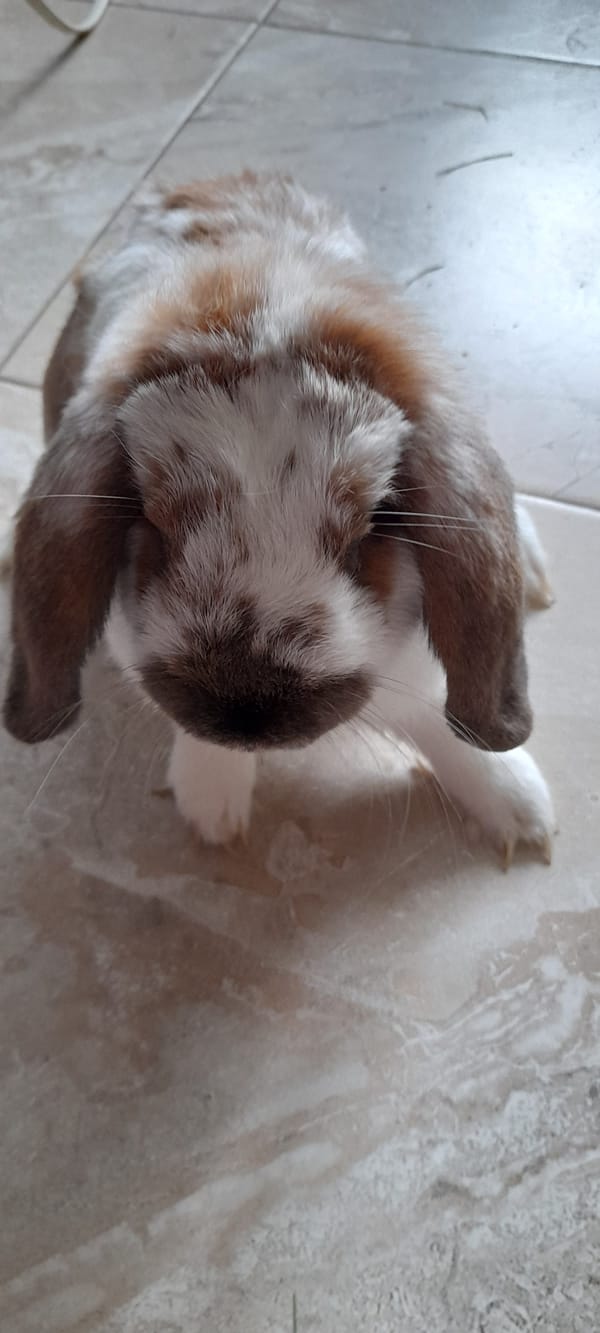 Adult lop rabbit and newborn litter at home