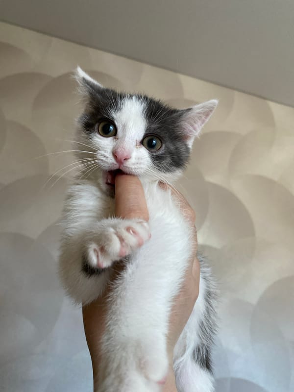 Kitten bite and car journey documented in Chernushka