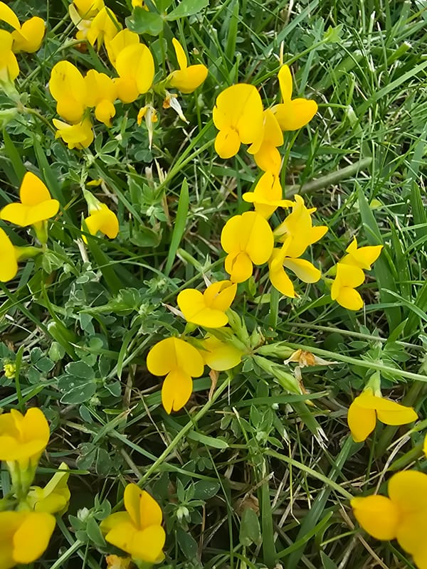 Wildflowers, mushrooms, and a motorcycle in Vyshneve, Ukraine
